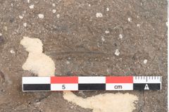 Foto (Detailansicht) von Quercus drymeja Unger (NHMW-GEO-2024-0188-8056b)